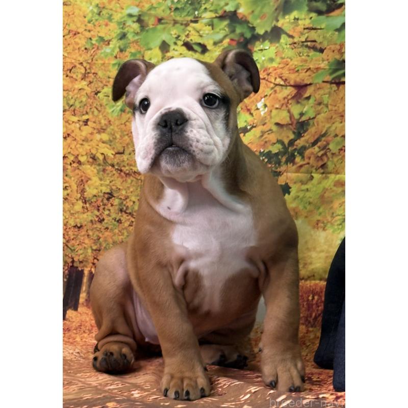 販売中の兵庫県のブルドッグ-404050の5枚目