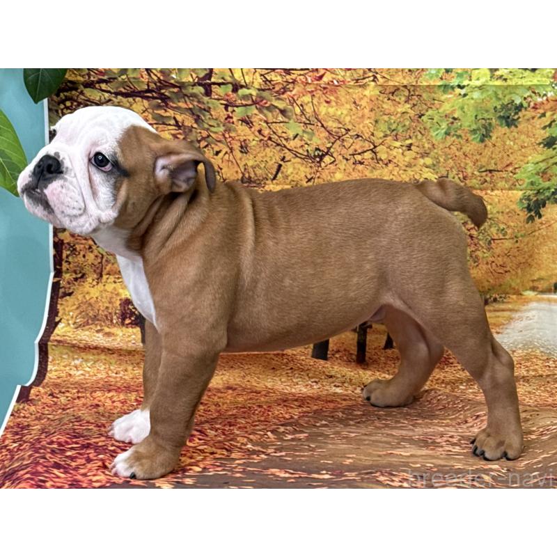 成約済の兵庫県のブルドッグ-396025の5枚目