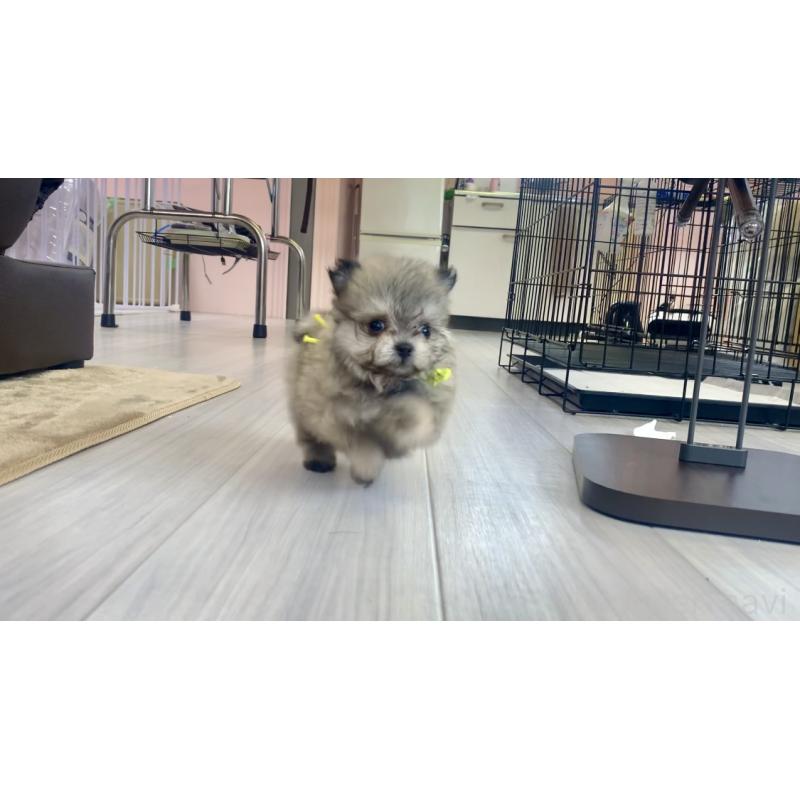 販売中の滋賀県のポメマル:ポメラニアン×マルチーズ-417620の3枚目