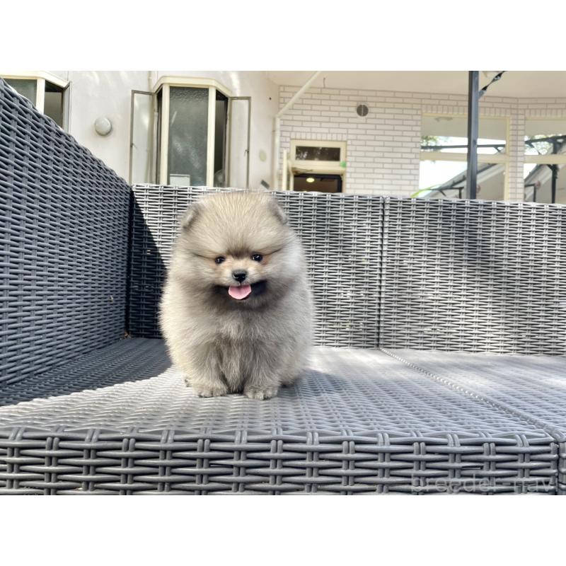 販売中の山梨県のポメラニアン-413961の12枚目