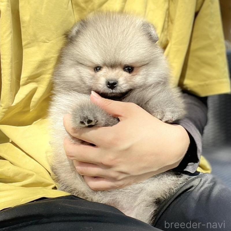 販売中の山梨県のポメラニアン-413961の11枚目