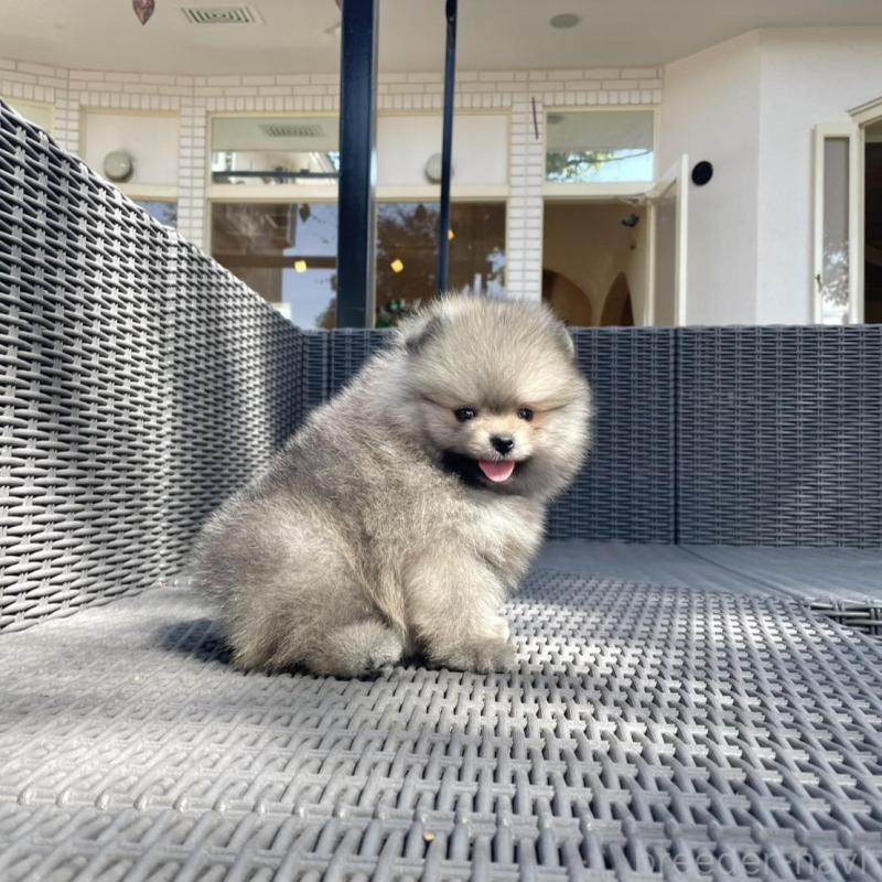 販売中の山梨県のポメラニアン-413961の10枚目