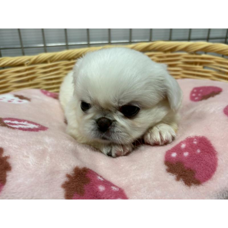 販売中の鹿児島県のペキニーズ-417622の4枚目