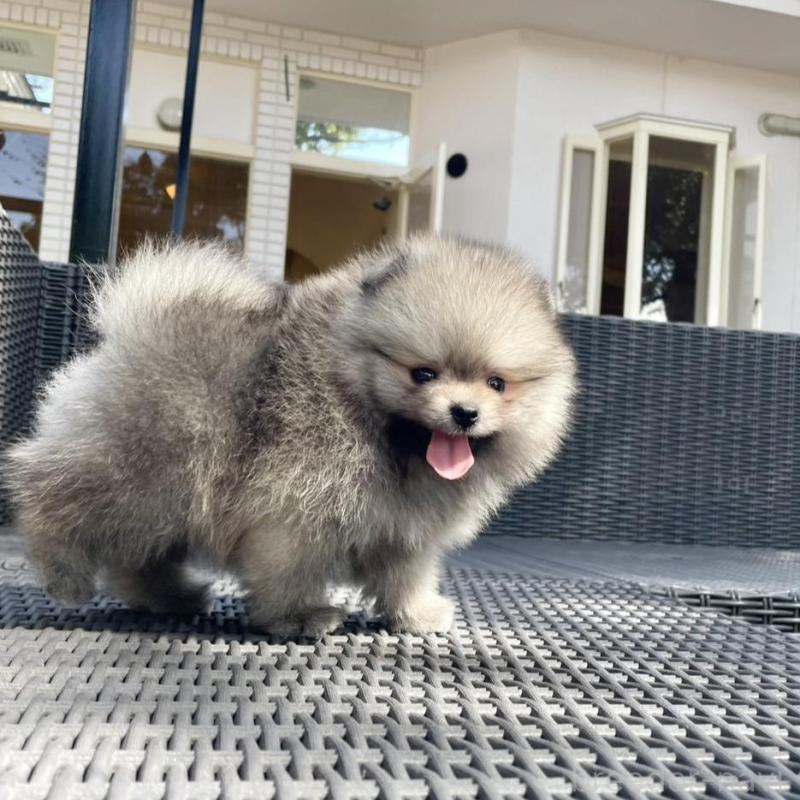 販売中の山梨県のポメラニアン-413961の9枚目