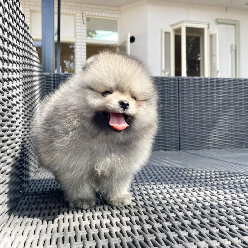 販売中の山梨県のポメラニアン-413961の8枚目