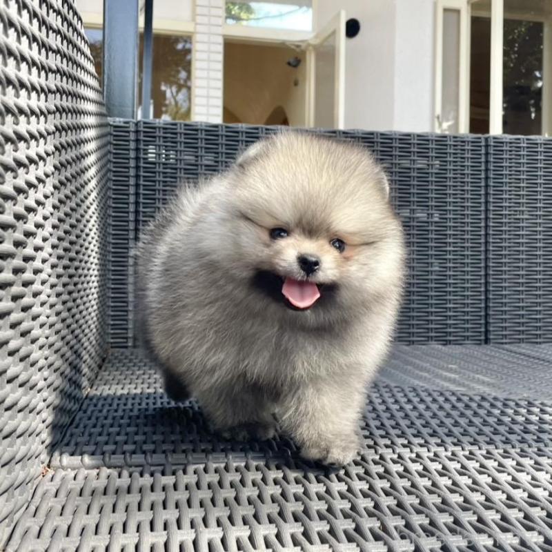 販売中の山梨県のポメラニアン-413961の7枚目