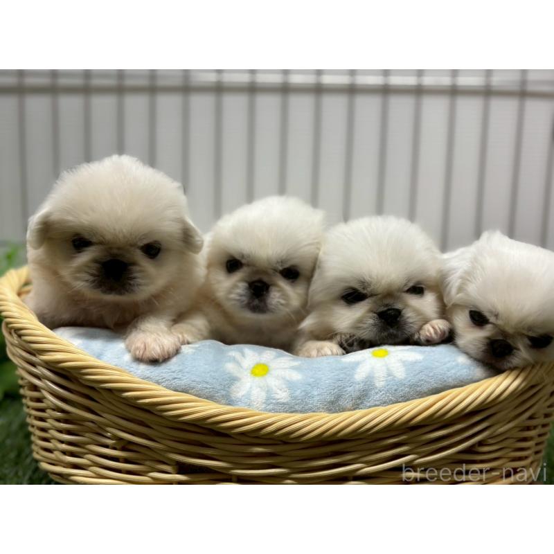 販売中の鹿児島県のペキニーズ-417622の2枚目