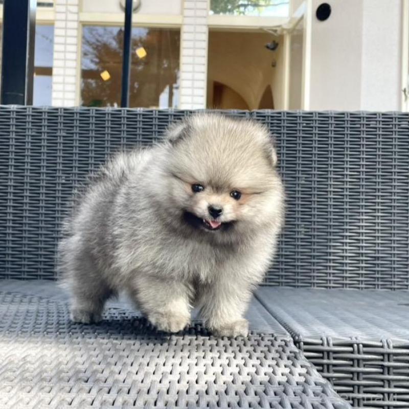 販売中の山梨県のポメラニアン-413961の6枚目