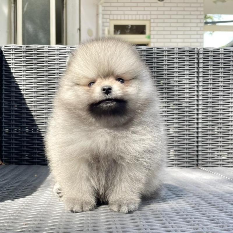 販売中の山梨県のポメラニアン-413961の5枚目