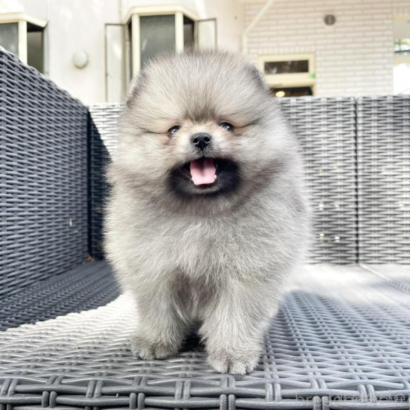 販売中の山梨県のポメラニアン-413961の4枚目