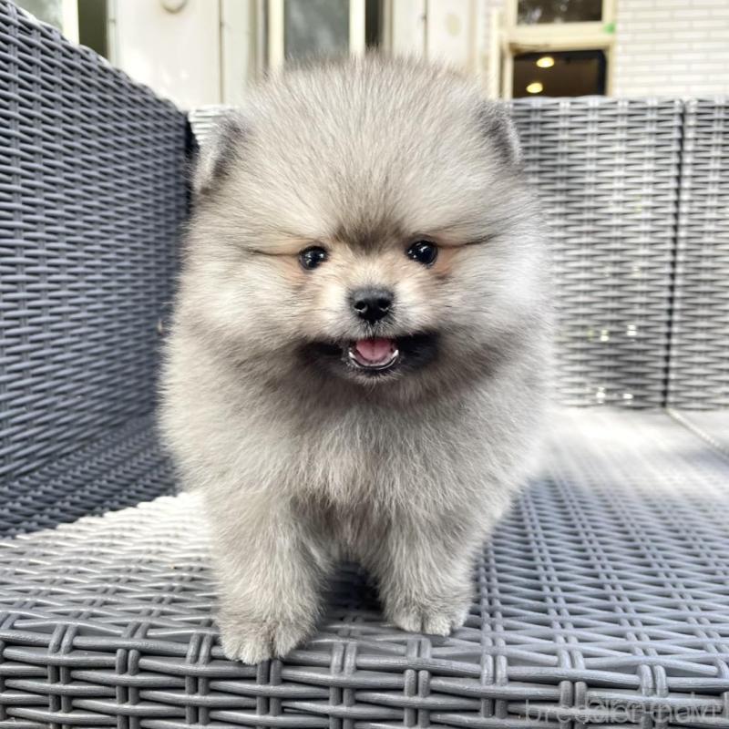 販売中の山梨県のポメラニアン-413961の3枚目