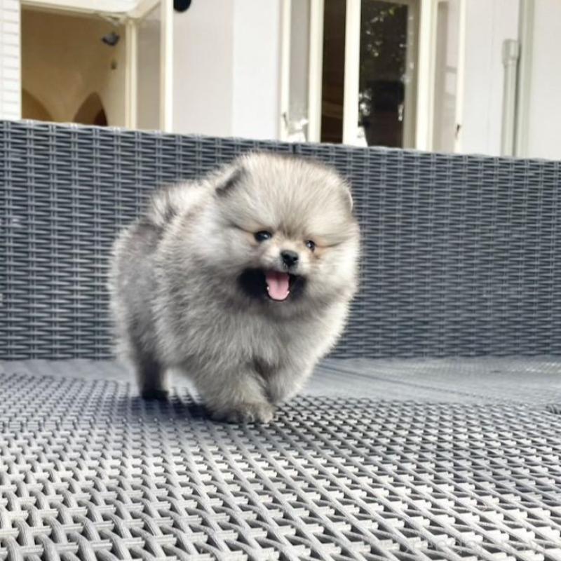 販売中の山梨県のポメラニアン-413961の2枚目