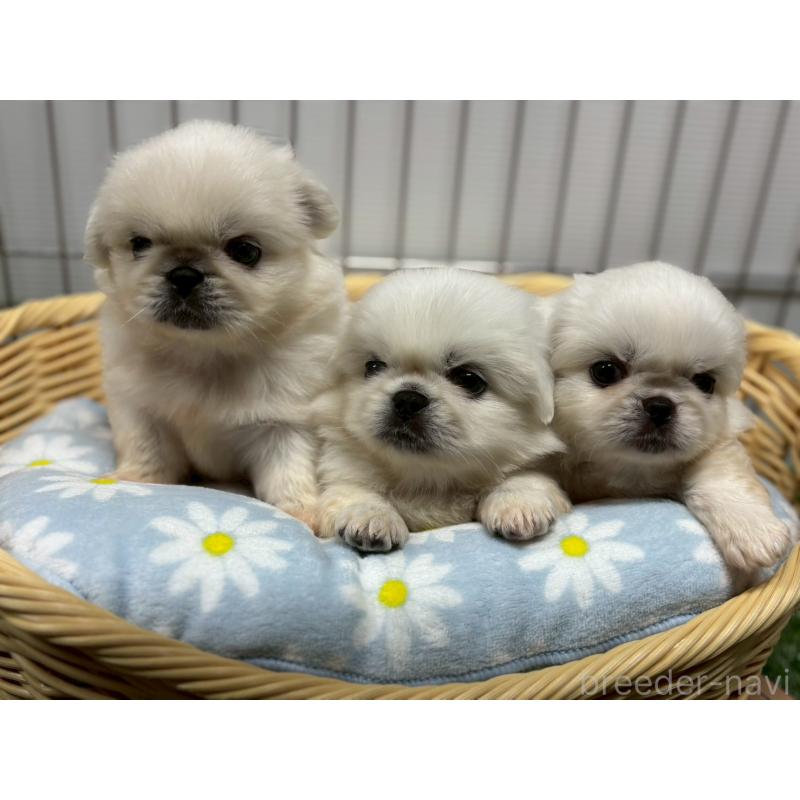 販売中の鹿児島県のペキニーズ-417624の3枚目