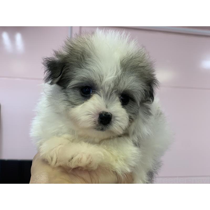 成約済の滋賀県のポメマル:ポメラニアン×マルチーズ-414070の1枚目