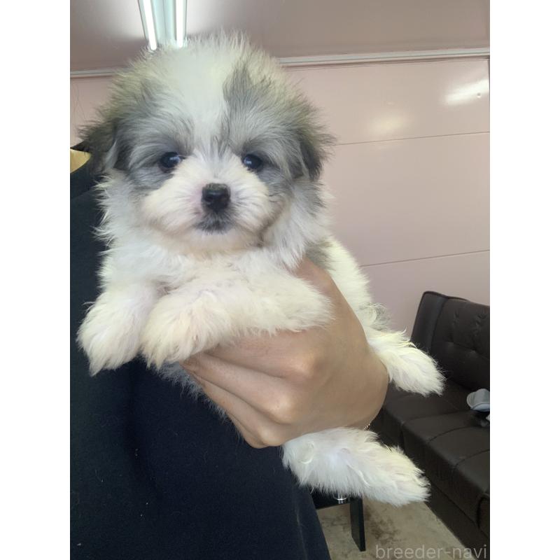 成約済の滋賀県のポメマル:ポメラニアン×マルチーズ-414070の3枚目