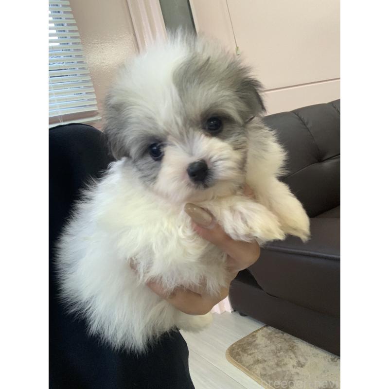 成約済の滋賀県のポメマル:ポメラニアン×マルチーズ-414070の2枚目
