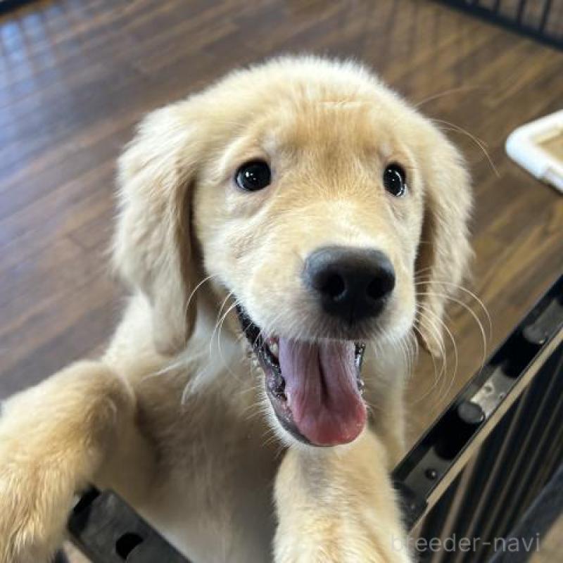 成約済の栃木県のゴールデンレトリーバー-391182の1枚目