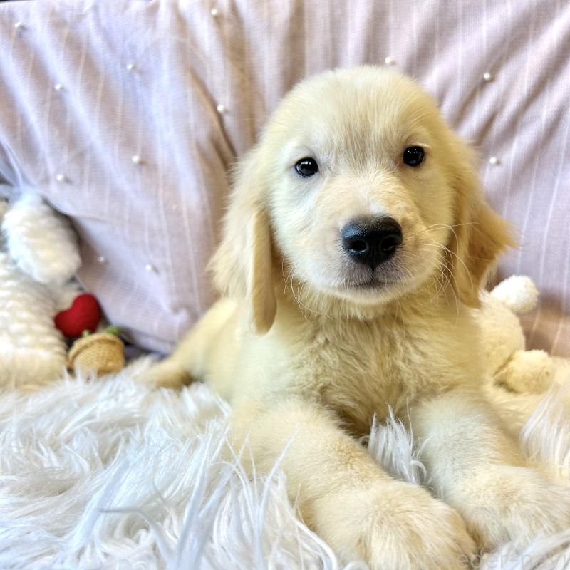 成約済の栃木県のゴールデンレトリーバー-413200の10枚目