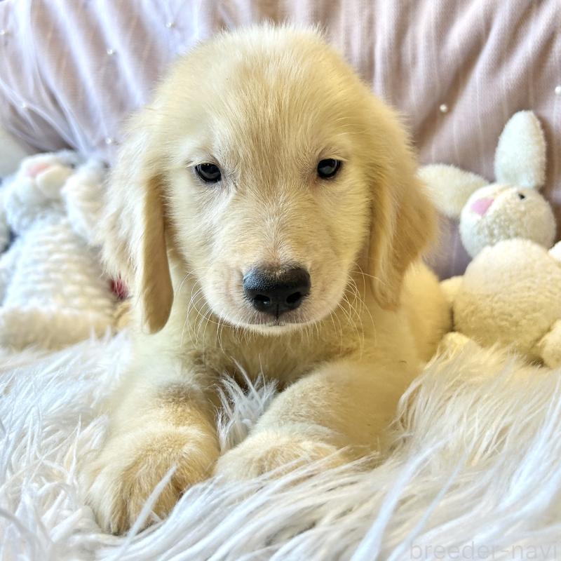 成約済の栃木県のゴールデンレトリーバー-413200の9枚目