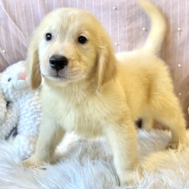 成約済の栃木県のゴールデンレトリーバー-413200の8枚目