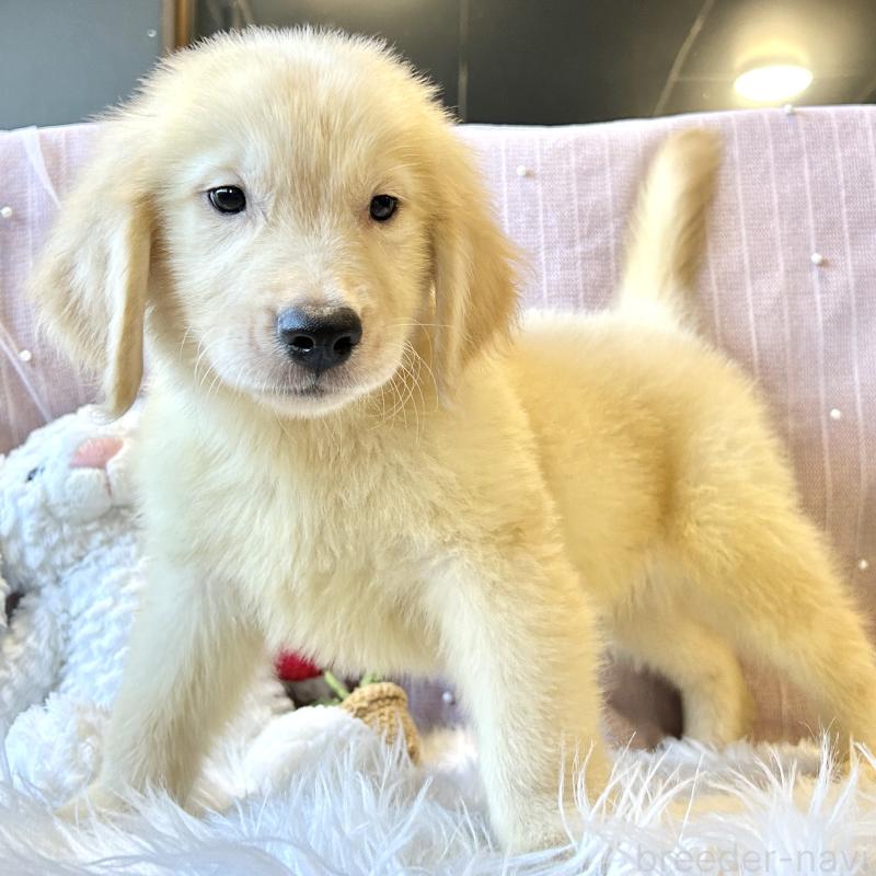 成約済の栃木県のゴールデンレトリーバー-413200の6枚目