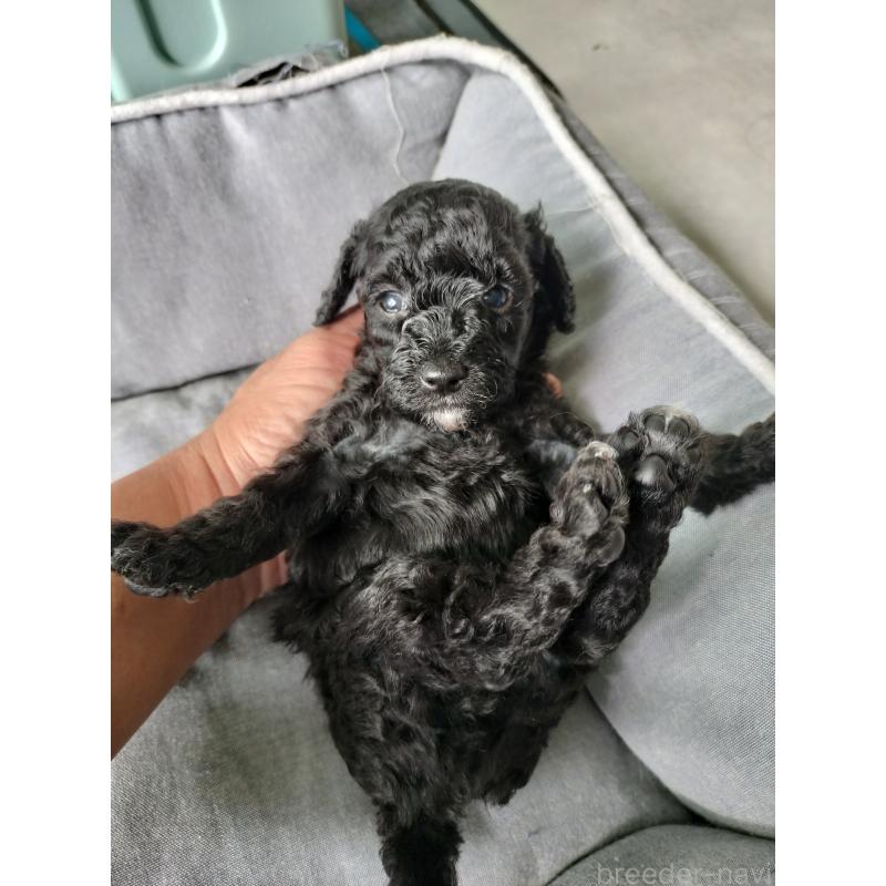 販売中の千葉県のタイニープードル-417636の2枚目