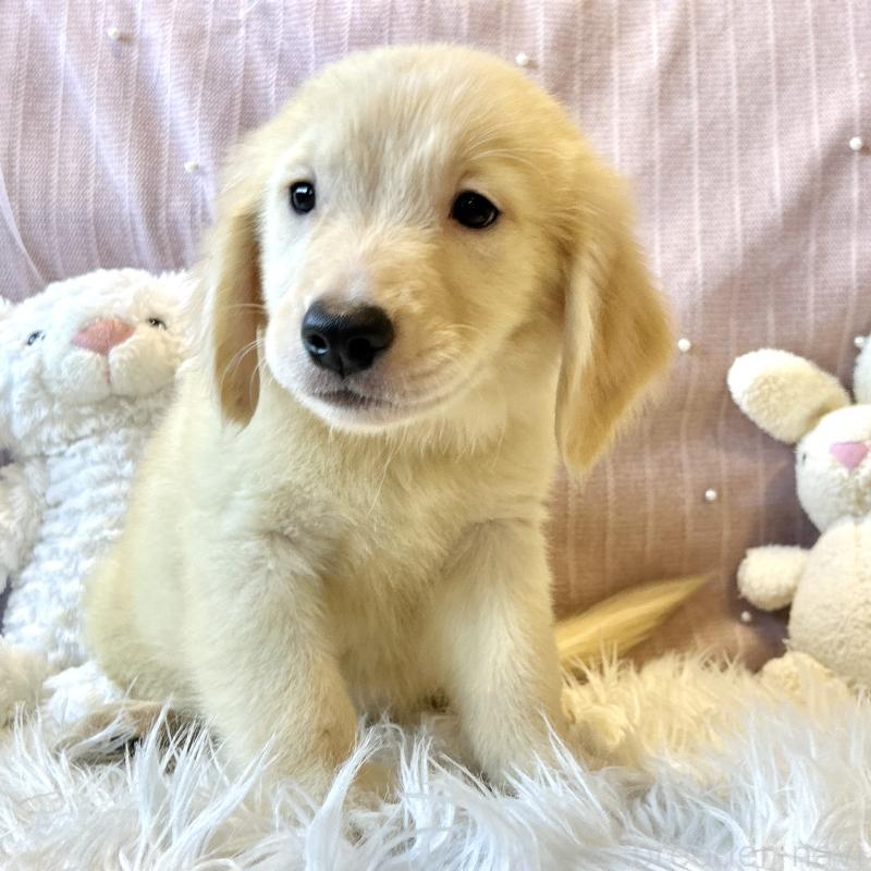 販売中の栃木県のゴールデンレトリーバー-417638の3枚目