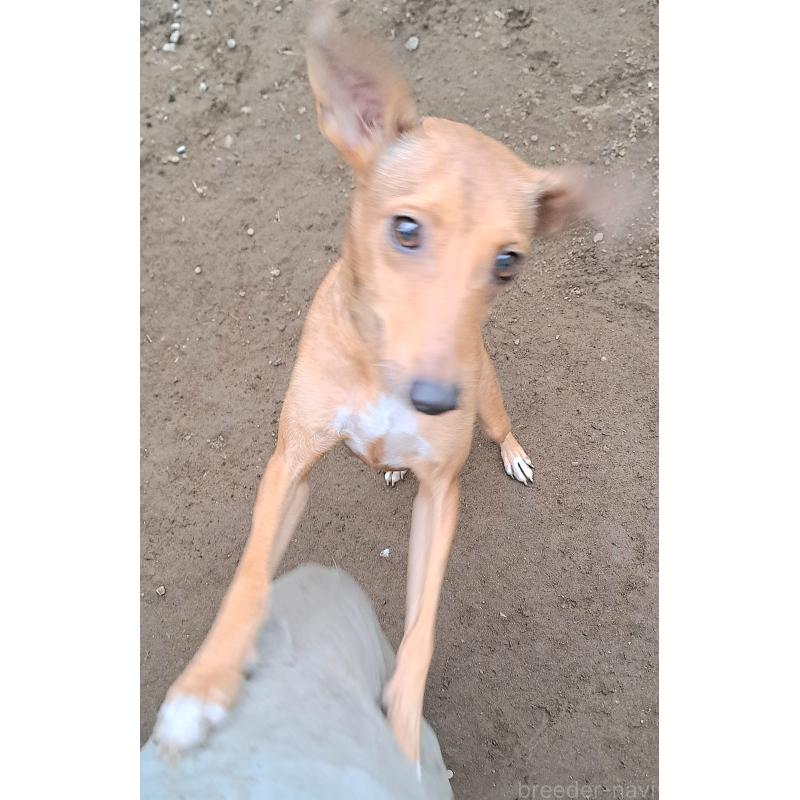 ルナちゃん1枚目