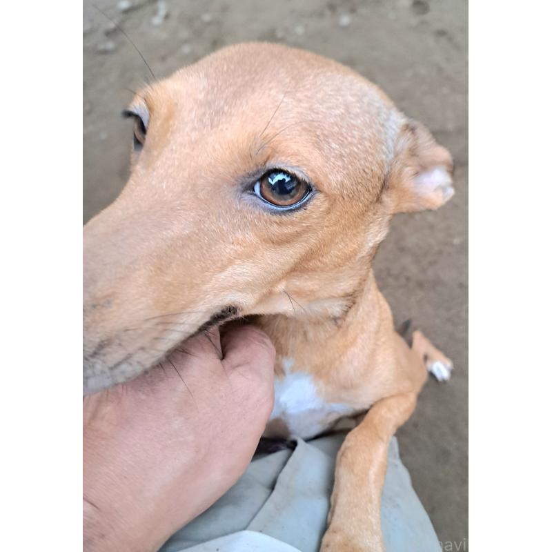 ルナちゃん1枚目