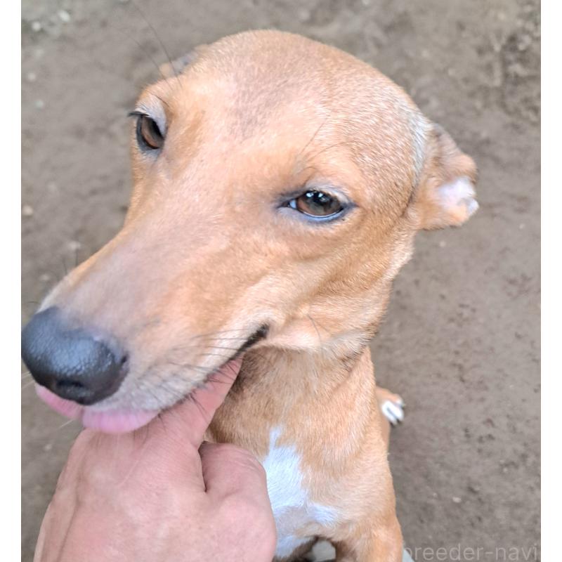 ルナちゃん1枚目