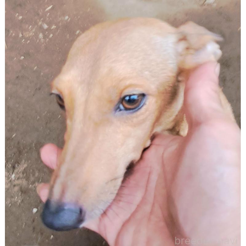 ルナちゃん1枚目