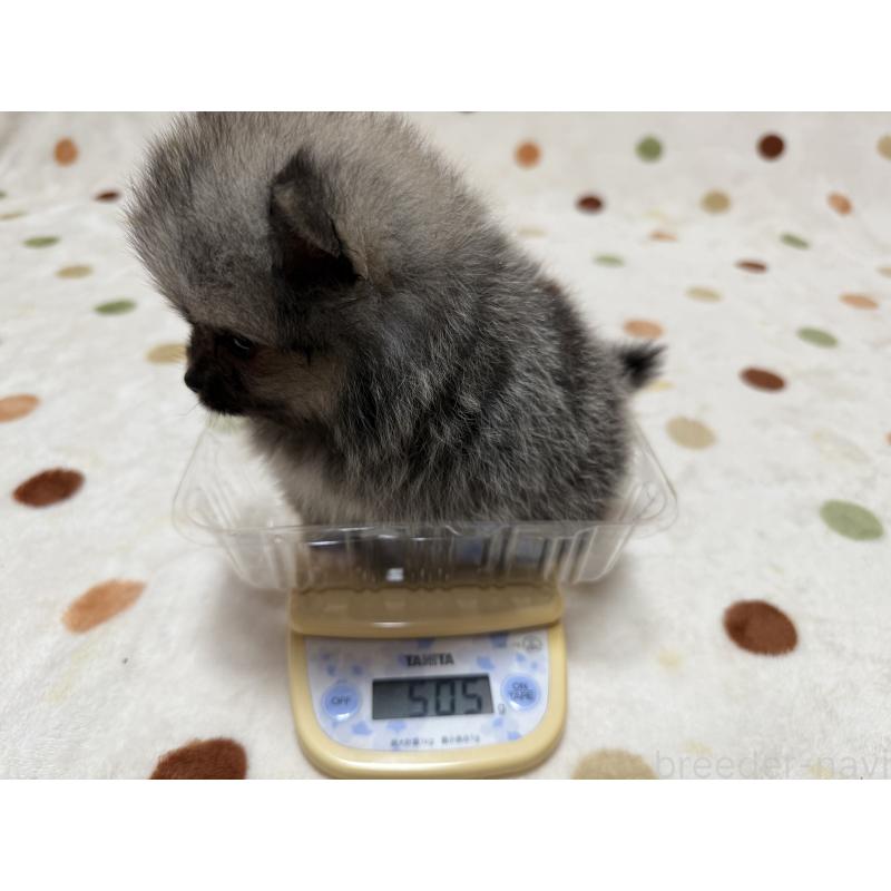 販売中の岐阜県のポメラニアン-417648の3枚目