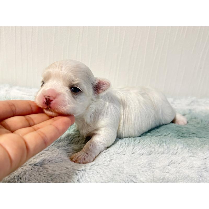 販売中の富山県のマルチーズ-417650の3枚目