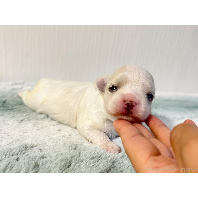 販売中の富山県のマルチーズ-417650の2枚目