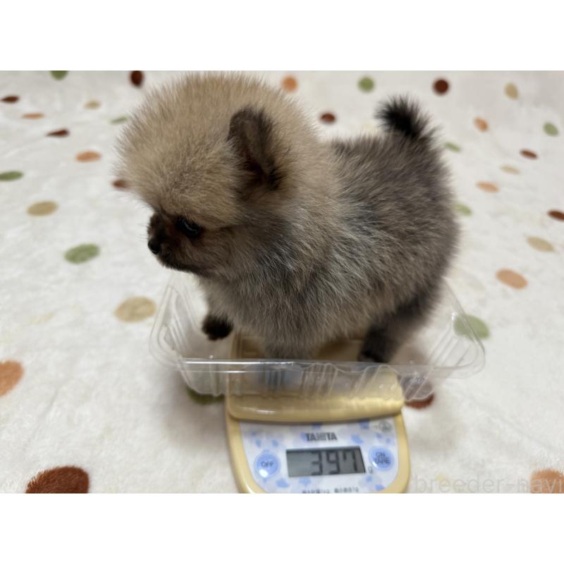 販売中の岐阜県のポメラニアン-417649の2枚目