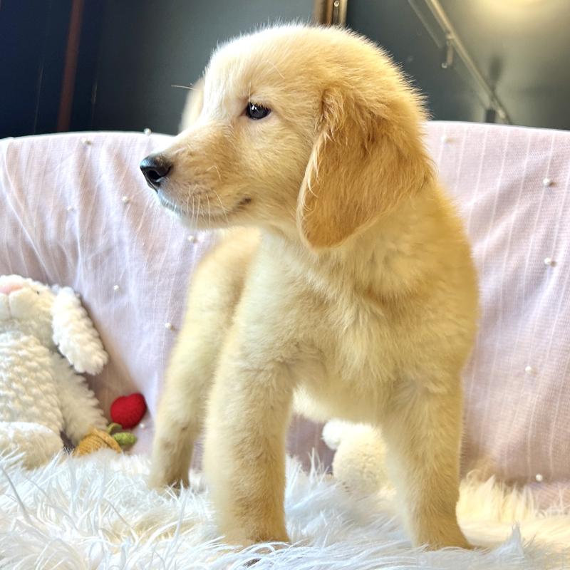 販売中の栃木県のゴールデンレトリーバー-417653の6枚目
