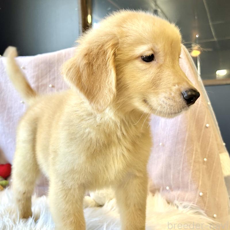 販売中の栃木県のゴールデンレトリーバー-417653の5枚目