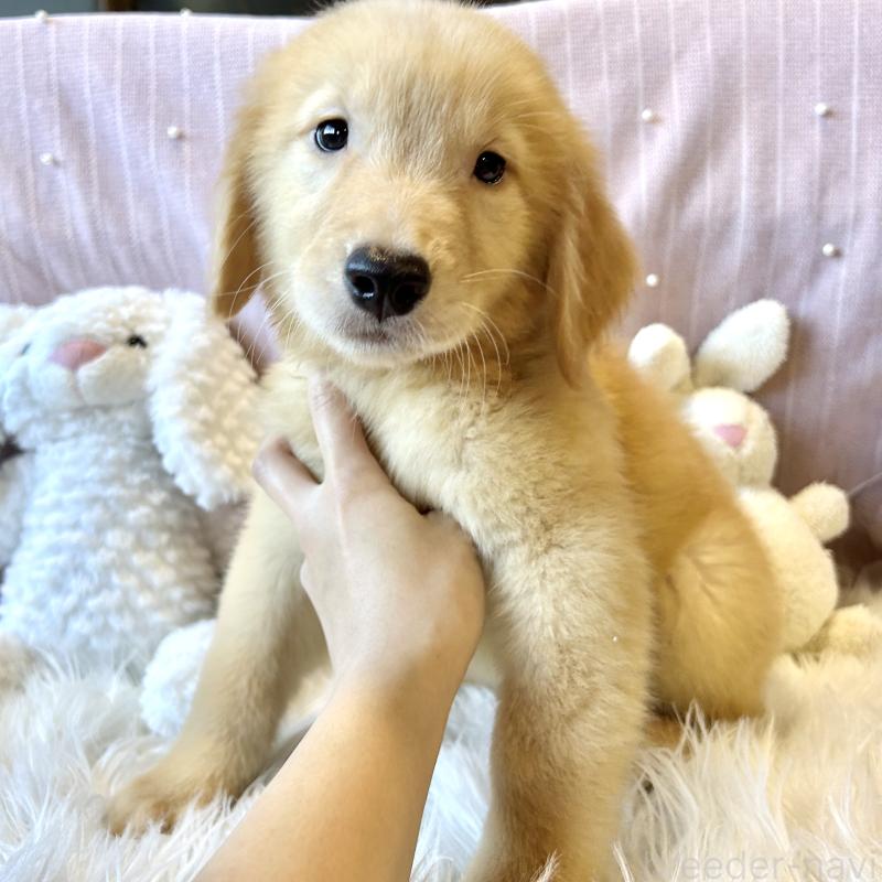 販売中の栃木県のゴールデンレトリーバー-417653の3枚目