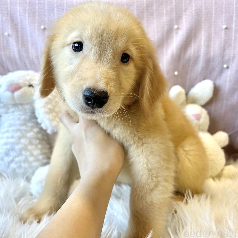 販売中の栃木県のゴールデンレトリーバー-417653の2枚目