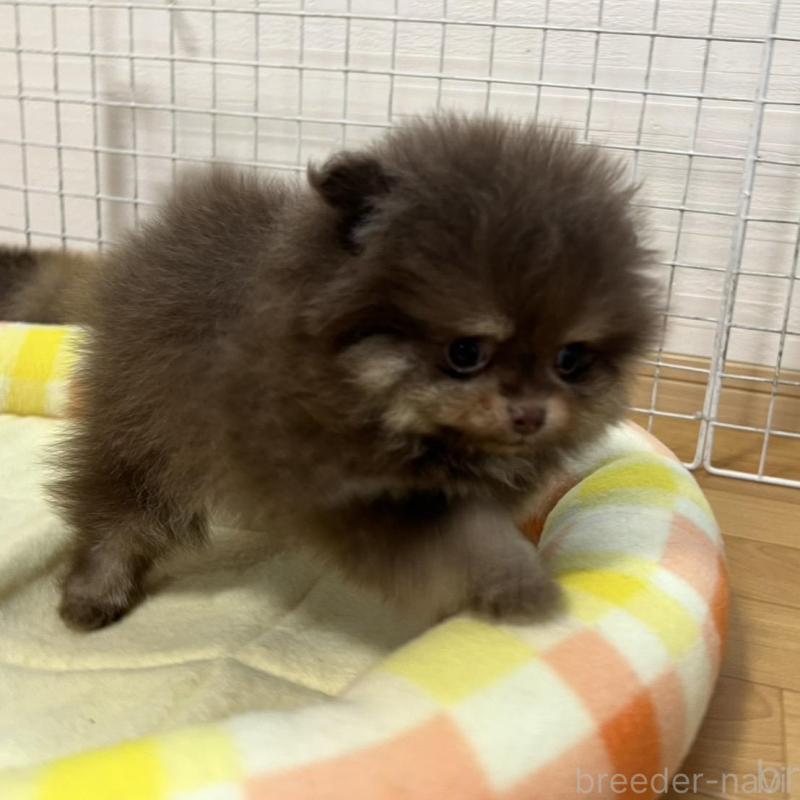 販売中の香川県のポメラニアン-417652の18枚目