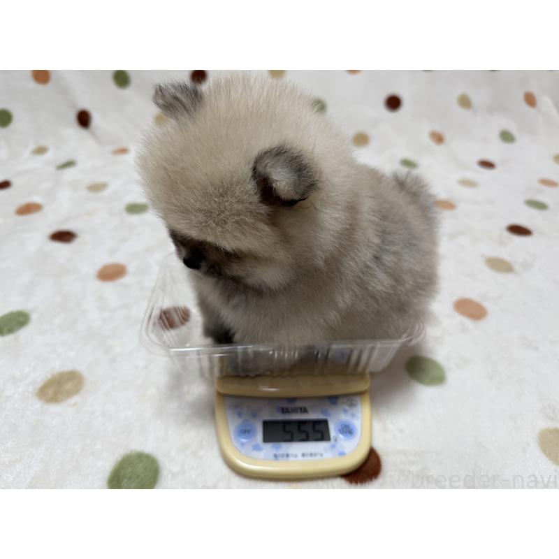 販売中の岐阜県のポメラニアン-417651の2枚目