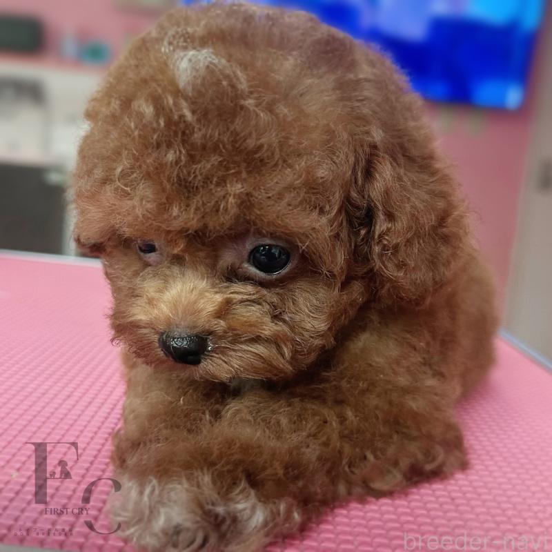 成約済の栃木県のティーカッププードル-405541の5枚目