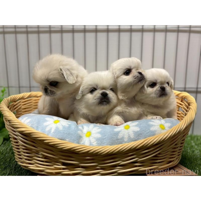 販売中の鹿児島県のペキニーズ-417624の2枚目
