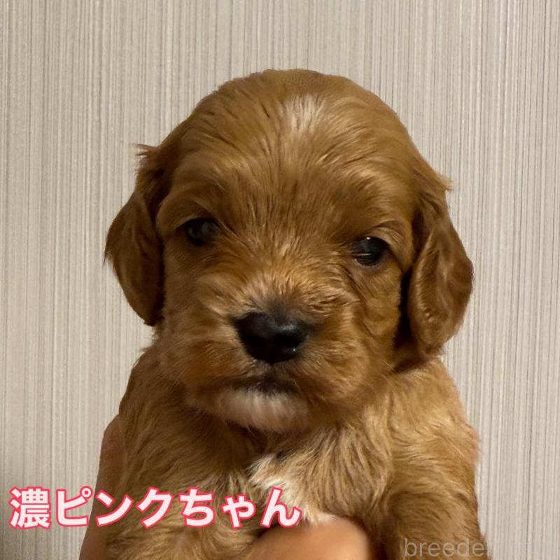 販売中の埼玉県のコッカプー:アメリカンコッカースパニエル×トイプードル-413536