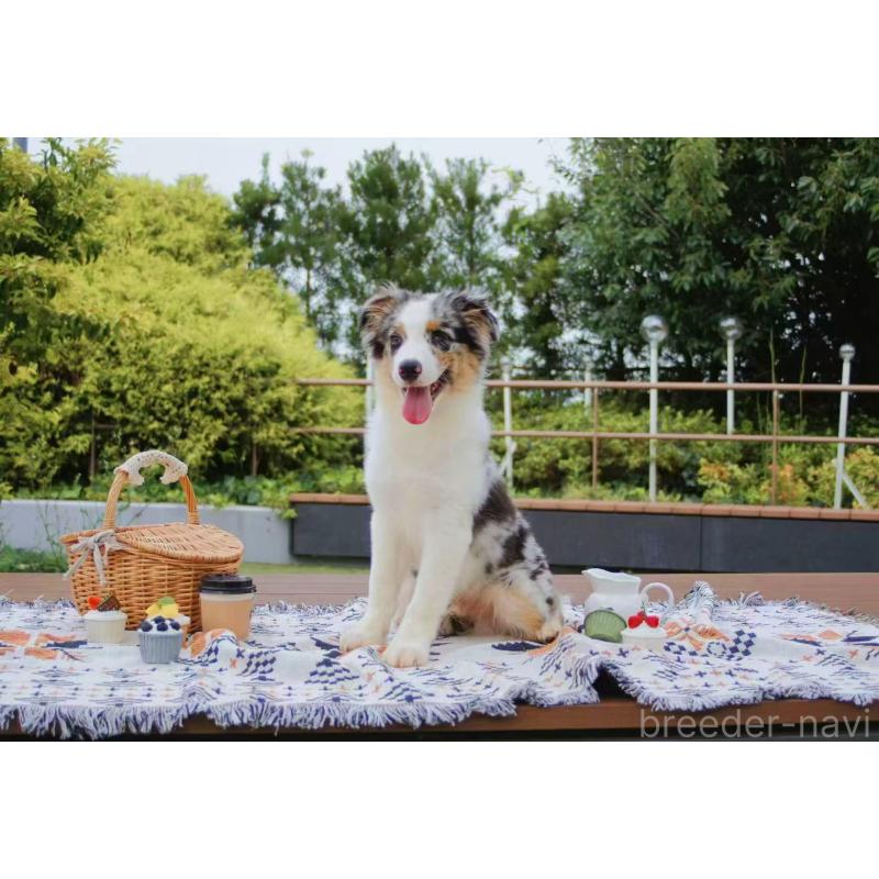 販売中の千葉県のオーストラリアンシェパード-393742の3枚目