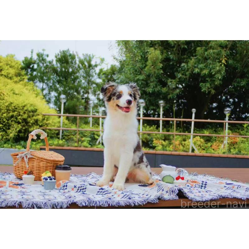 販売中の千葉県のオーストラリアンシェパード-393742の2枚目