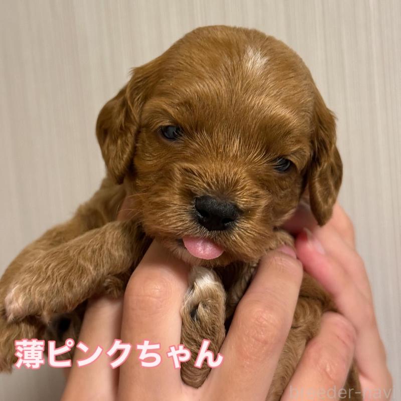 販売中の埼玉県のコッカプー:アメリカンコッカースパニエル×トイプードル-413534