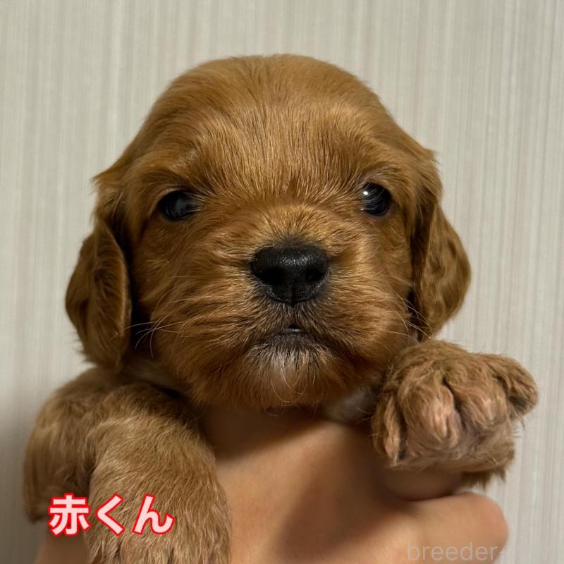 販売中の埼玉県のコッカプー:アメリカンコッカースパニエル×トイプードル-413535