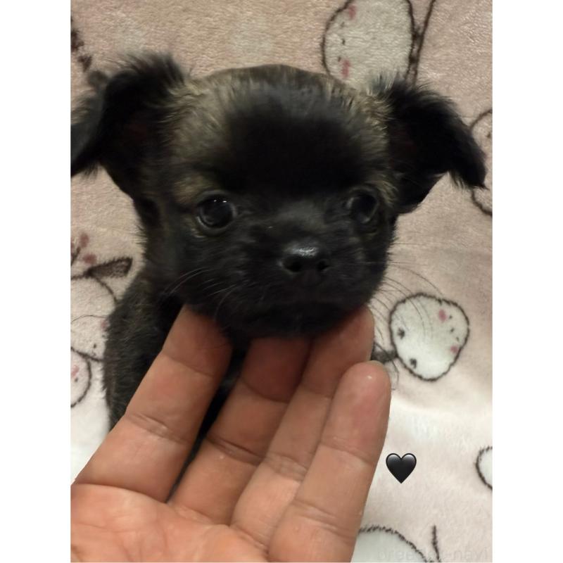 販売中の愛知県のチワワ(ロングコート)-416520の15枚目