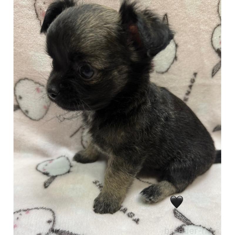 販売中の愛知県のチワワ(ロングコート)-416520の14枚目